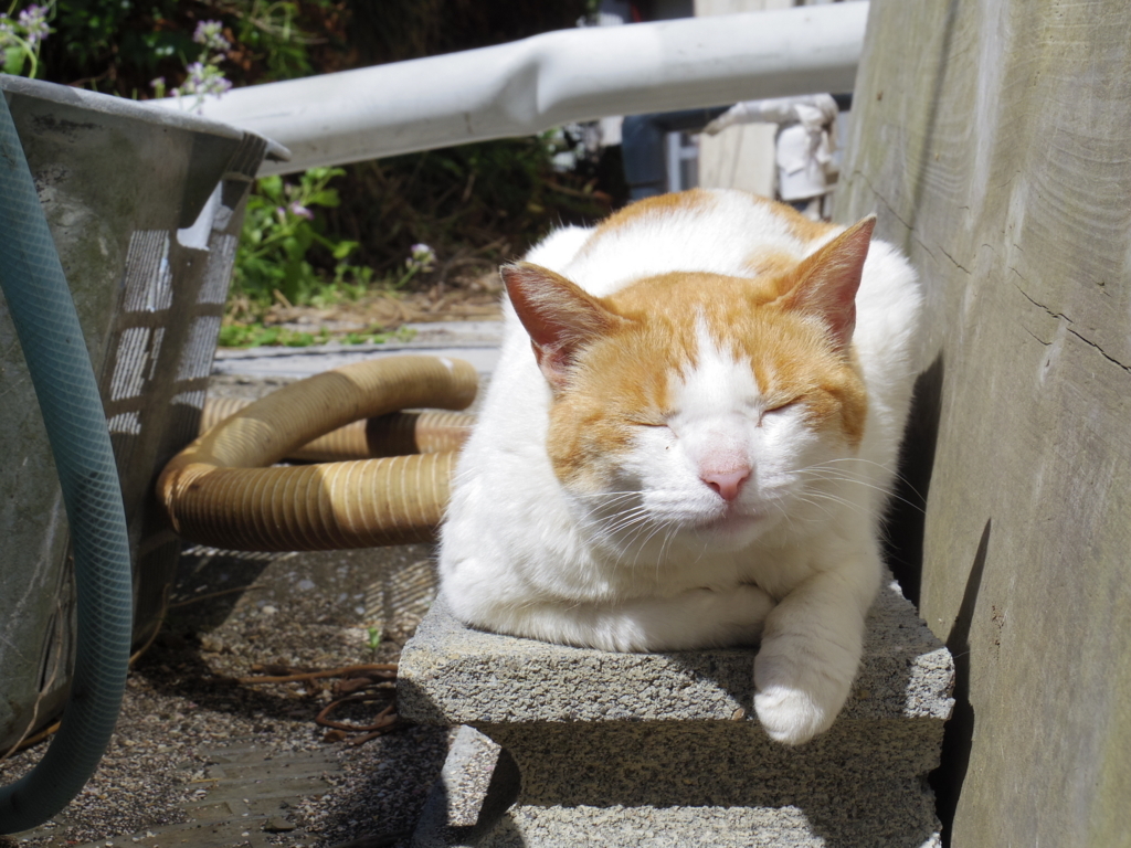 城ヶ島で猫を探して島一周 三崎口駅から歩いて行ってみた Pibe Play It By Ear