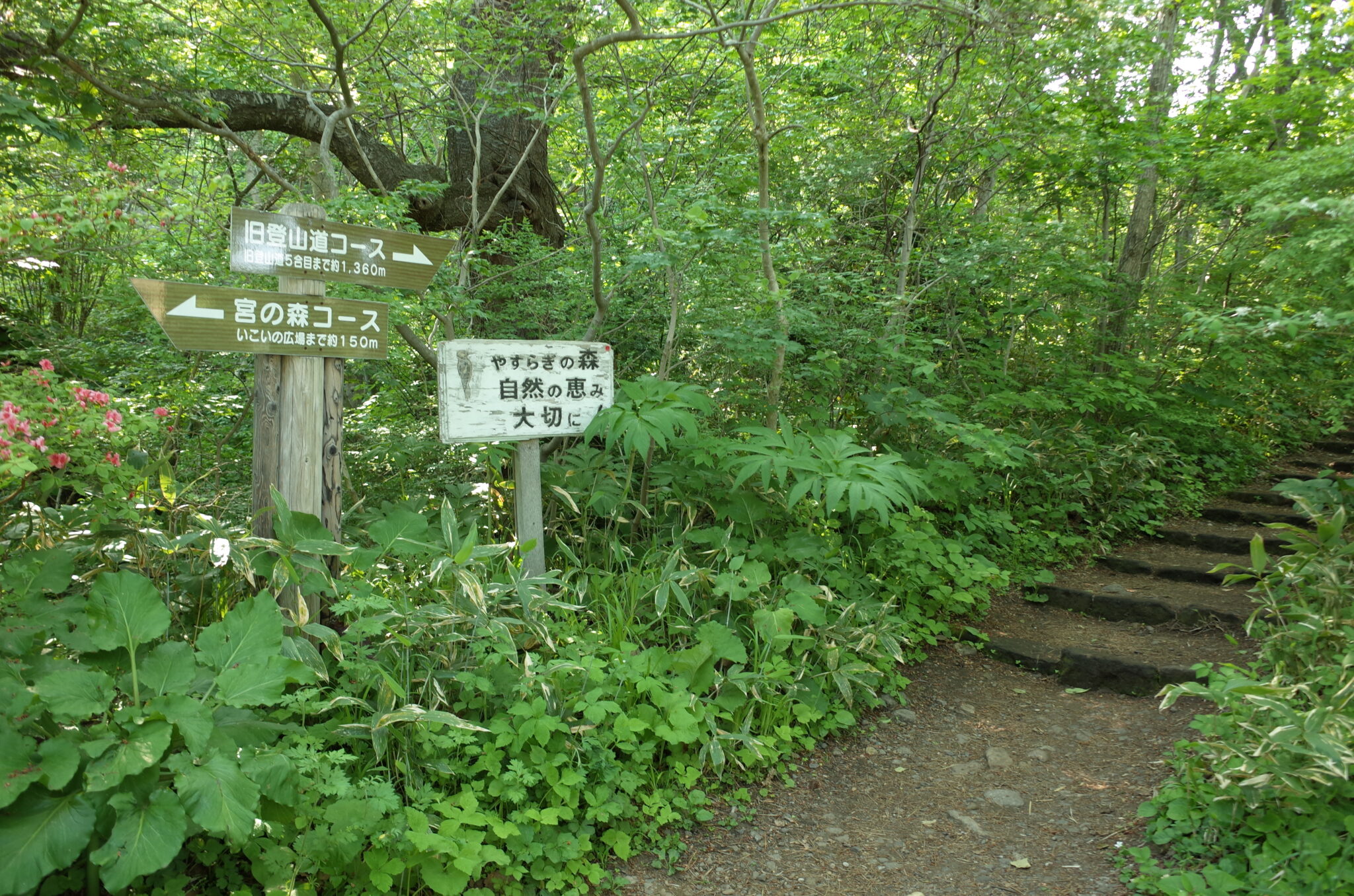 函館山を夕方から登山する場合の注意点｜午後着からの函館観光｜Play It By Ear｜成り行き任せだよ人生は